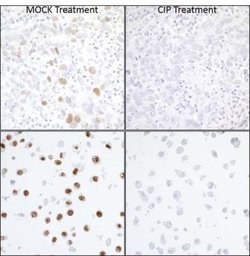 KAP1, p Ser824 Antibody (BL-246-7B5), Novus Biologicals 100 &mu;L | Buy Online | Novus Biologicals | Fisher Scientific